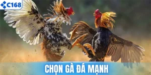 4 Mẹo Chọn Gà Đá Mạnh, Chiến Đấu Nảy Lửa Tại C168 