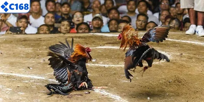 Lý do hội viên cần chọn gà đá mạnh