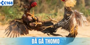 Đá Gà Thomo - Khám Phá Cách Đặt Cược Chuẩn Hiện Nay